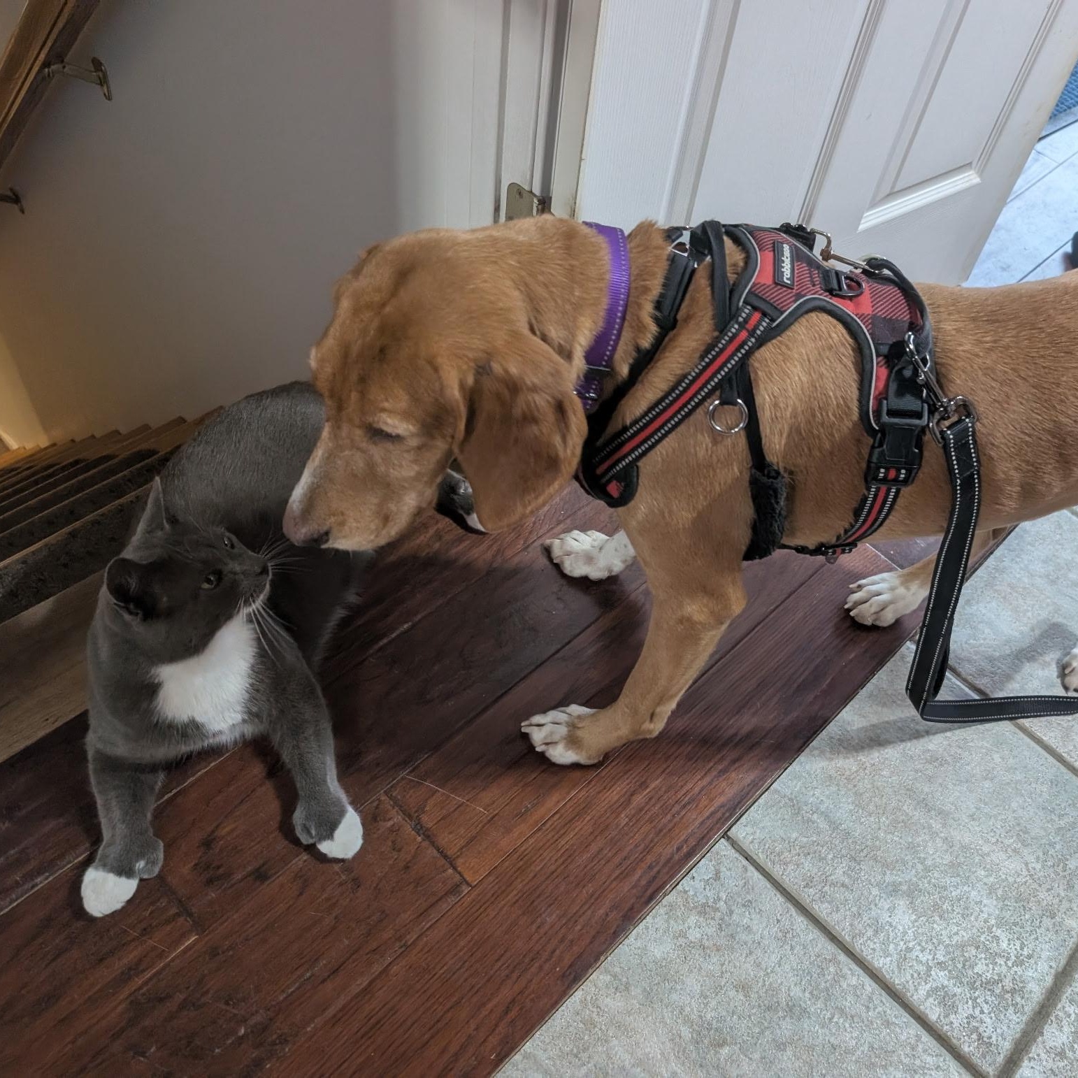 Enlarge Carrie, an adopted Mixed Breed in New Bedford, MA image 5/5