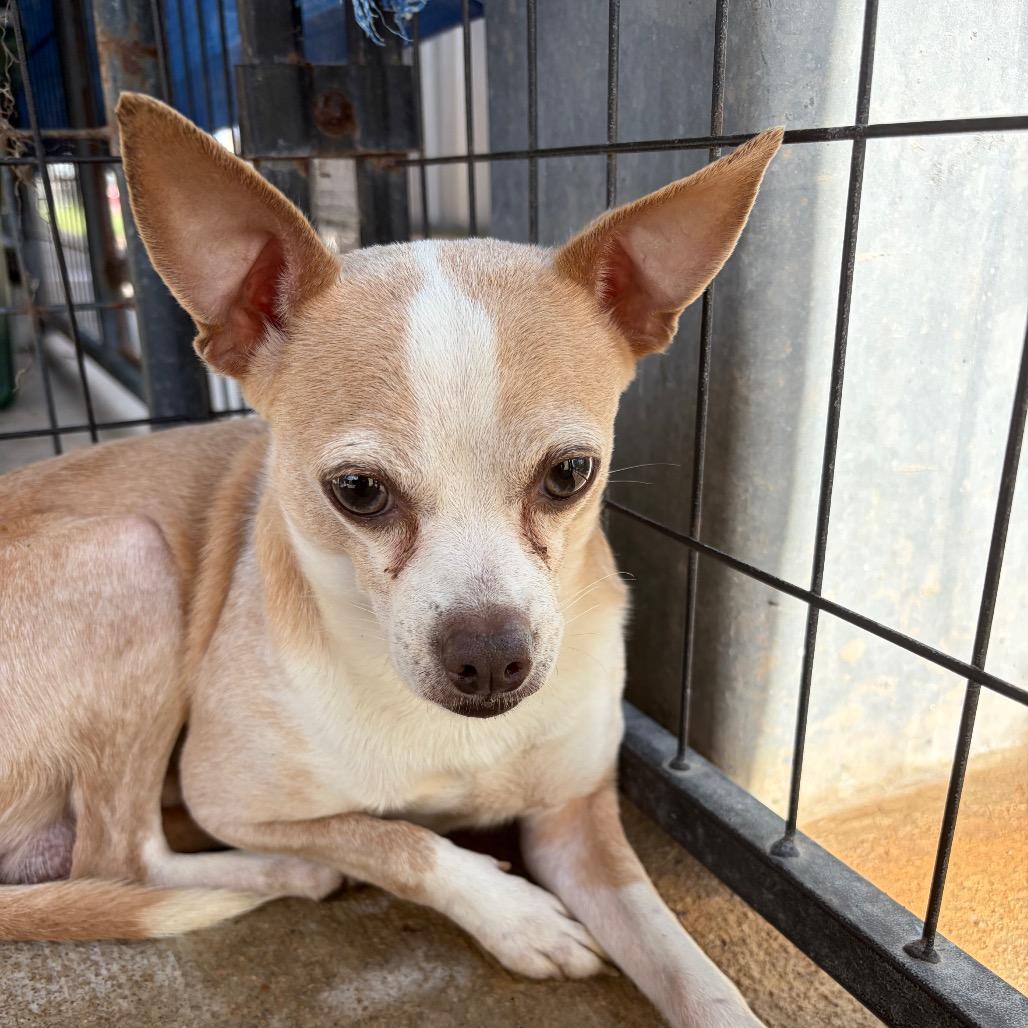 Chico — thumbnail 2