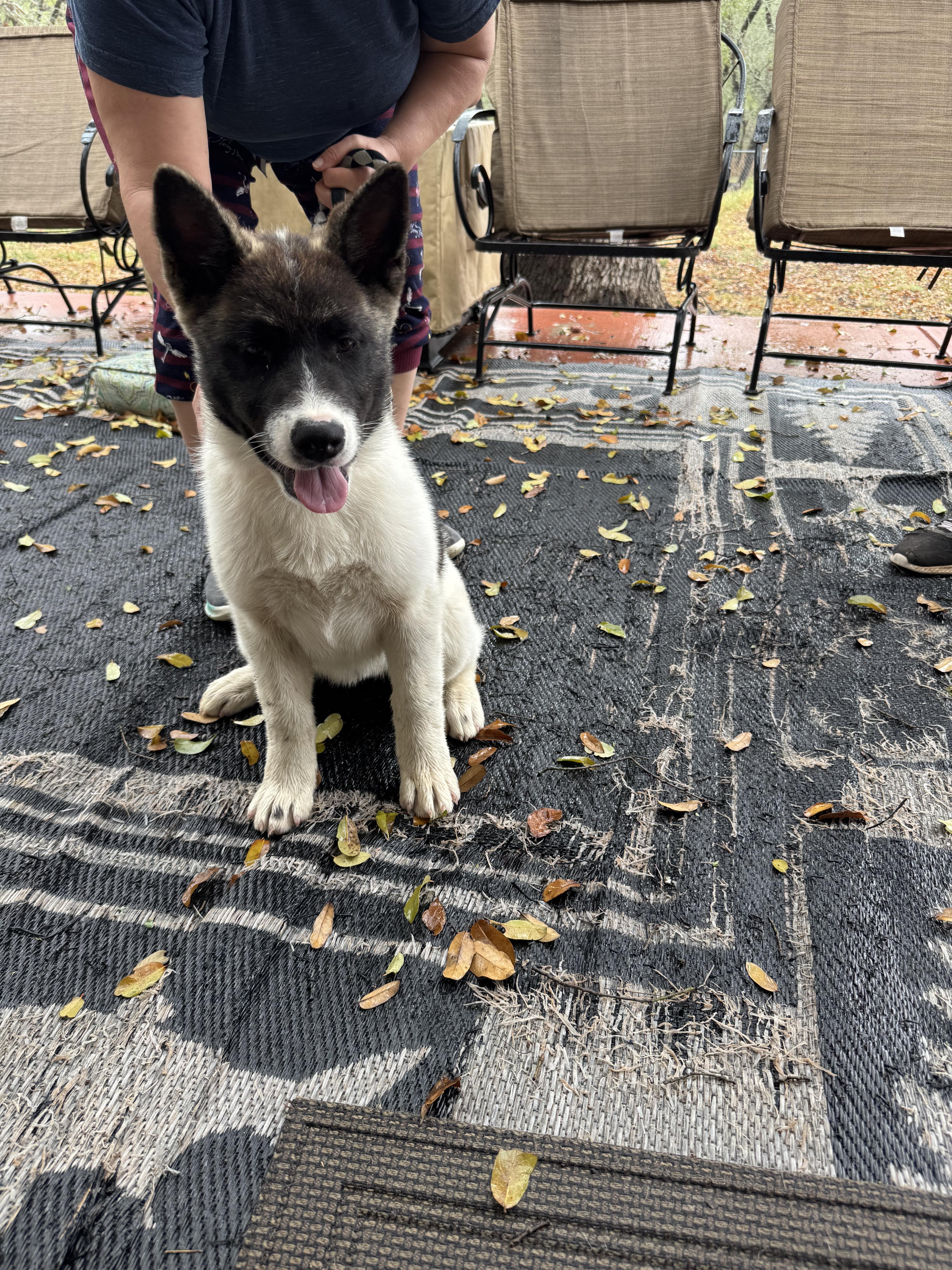 Enlarge Annie, a Adopted Japanese Akita  in Adkins, TX image 6/7