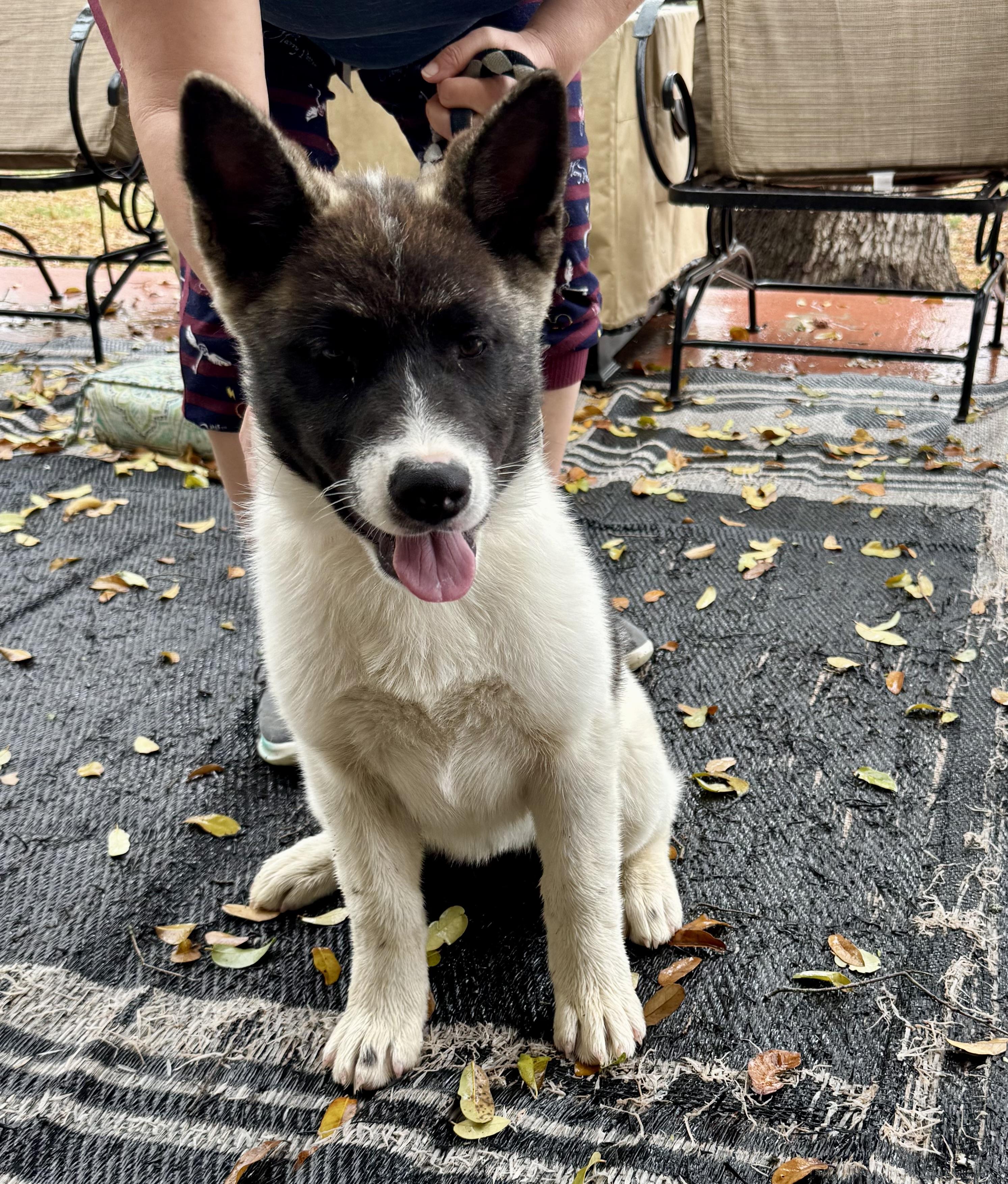 Enlarge Annie, a Adopted Japanese Akita  in Adkins, TX image 5/7
