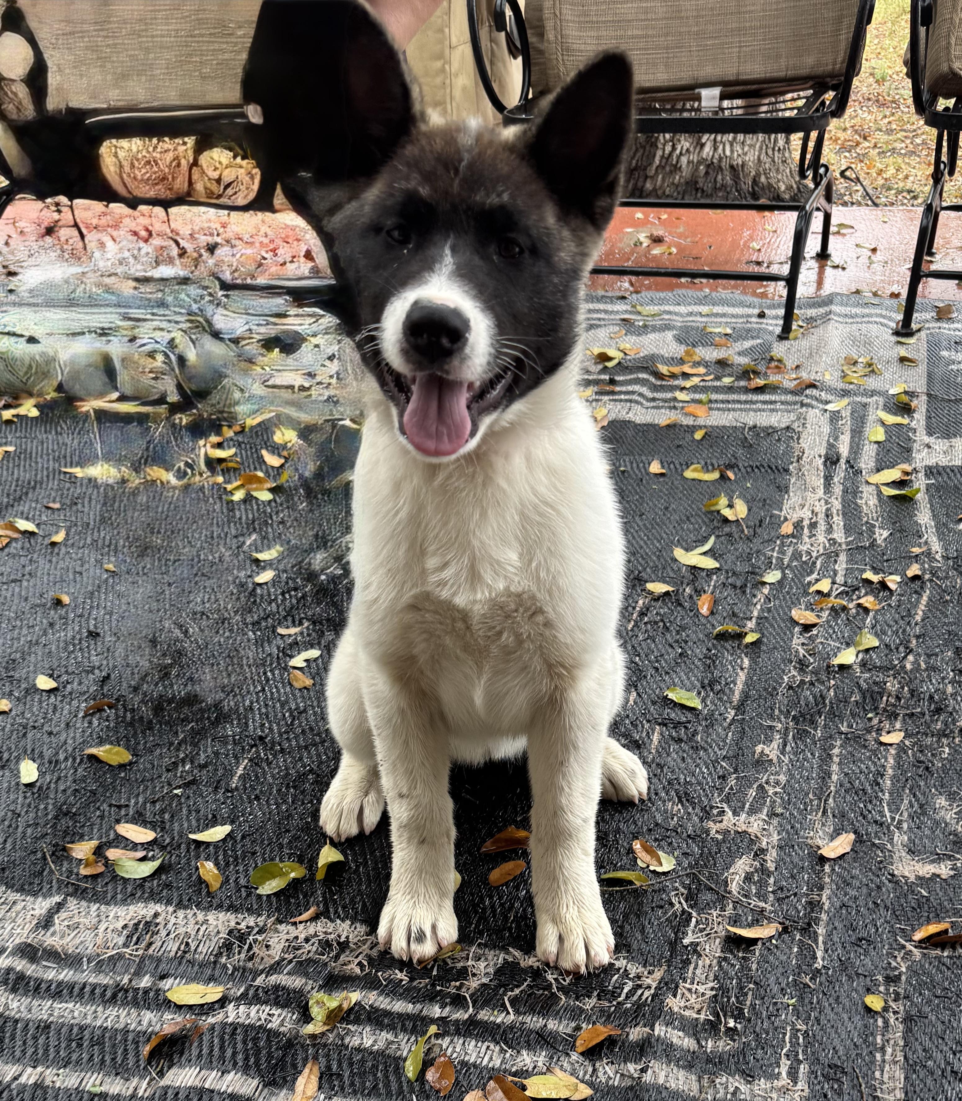 Enlarge Annie, a Adopted Japanese Akita  in Adkins, TX image 1/7