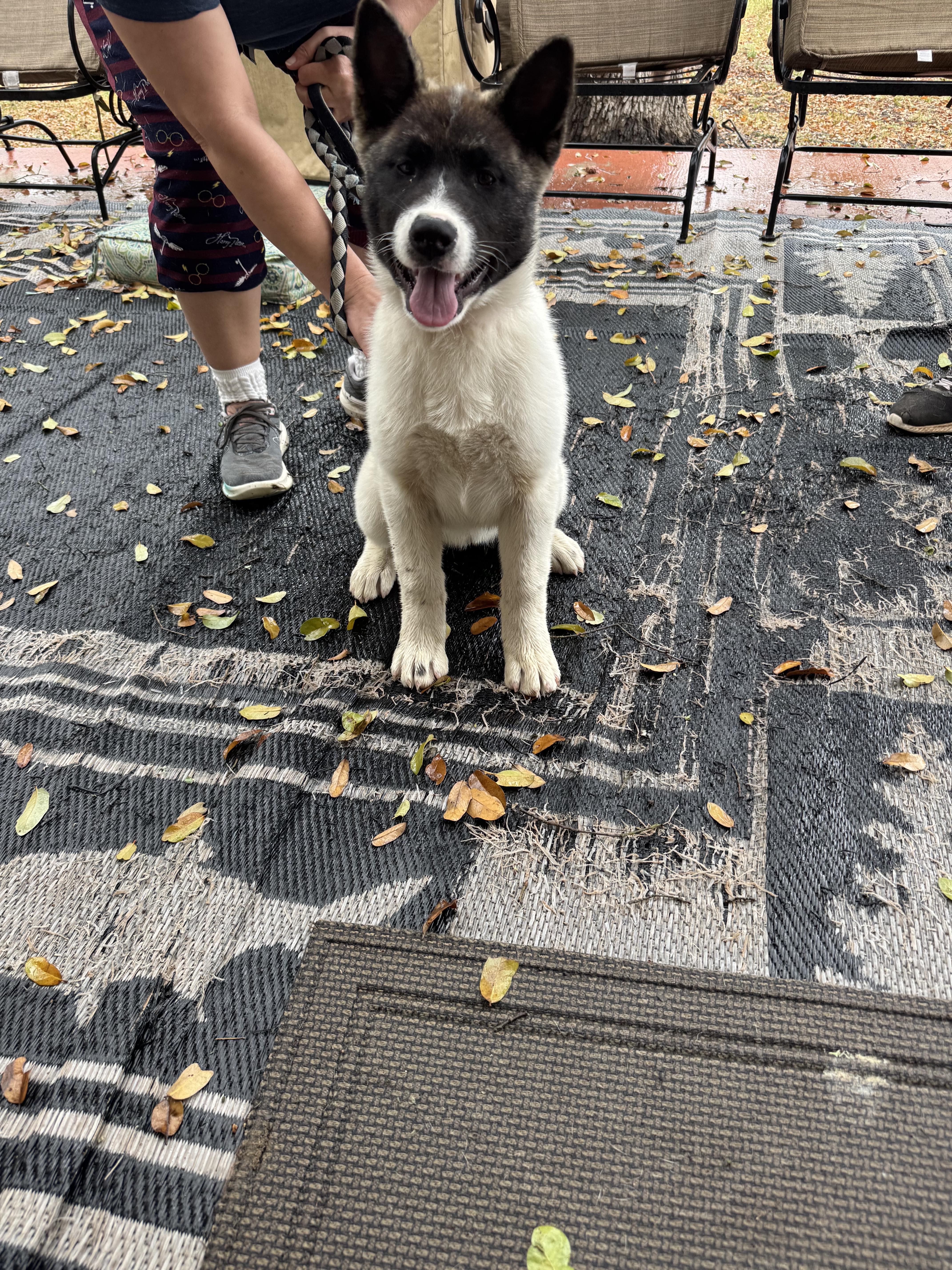 Enlarge Annie, a Adopted Japanese Akita  in Adkins, TX image 7/7