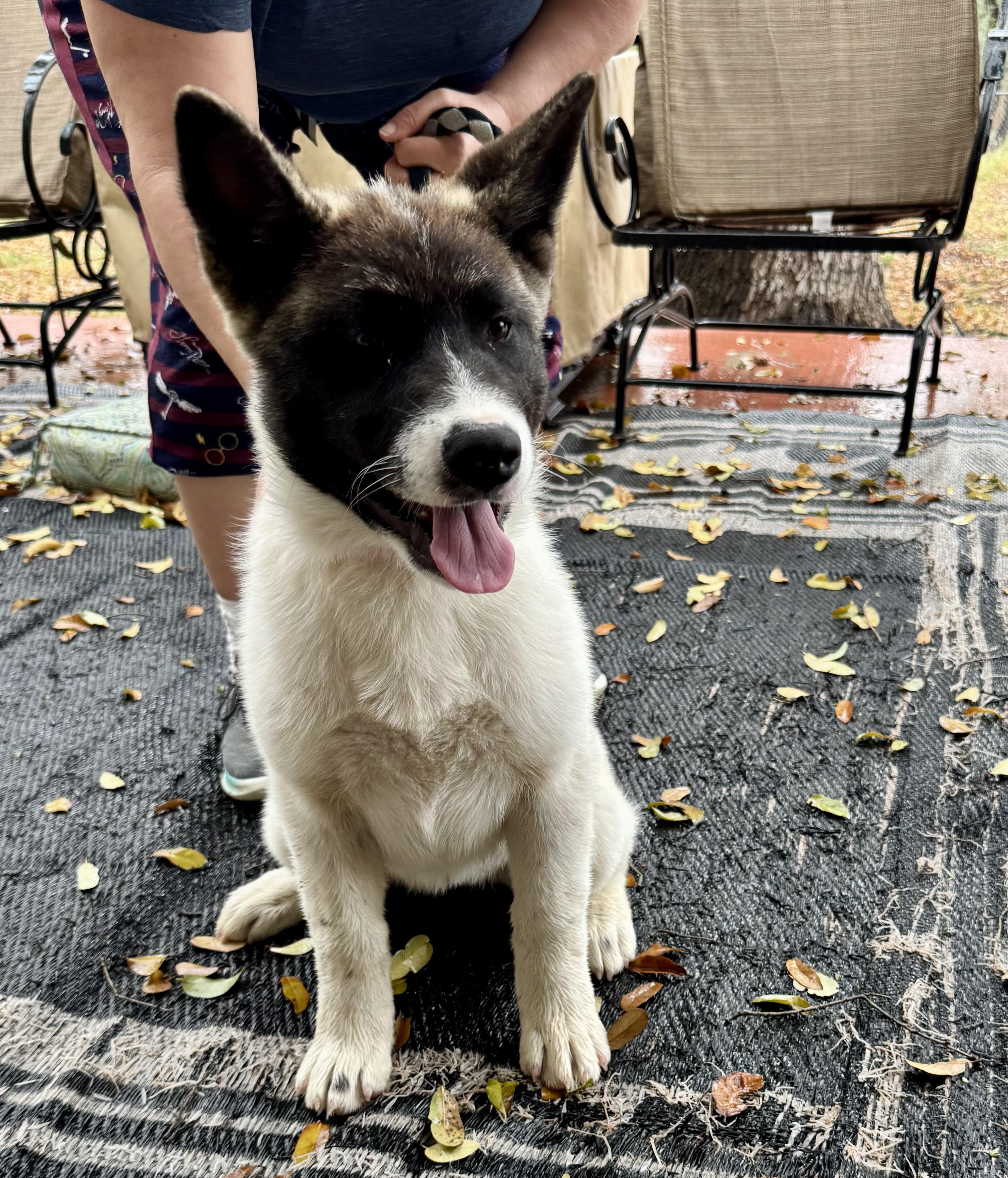 Enlarge Annie, a Adopted Japanese Akita  in Adkins, TX image 4/7
