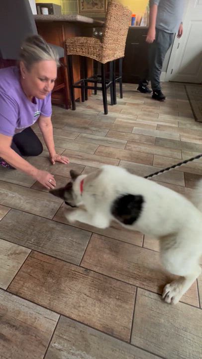 Enlarge Annie, a Adopted Japanese Akita  in Adkins, TX video 3/7