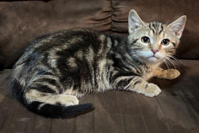 Spider, ADOPTABLE, Kitten Male Domestic Short Hair.