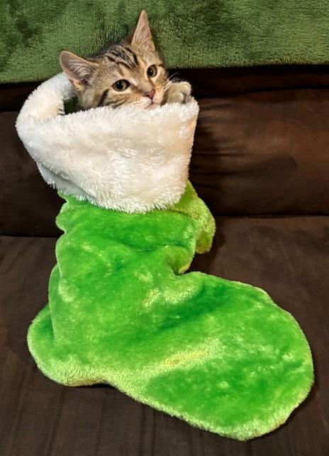 Enlarge Spider, a ADOPTABLE Domestic Short Hair in Farmington, MN image 4/4