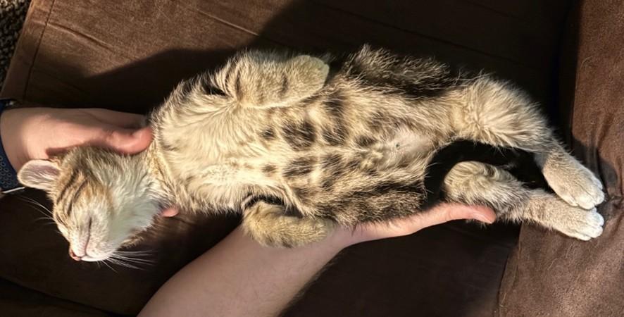 Enlarge Spider, a ADOPTABLE Domestic Short Hair in Farmington, MN image 3/4