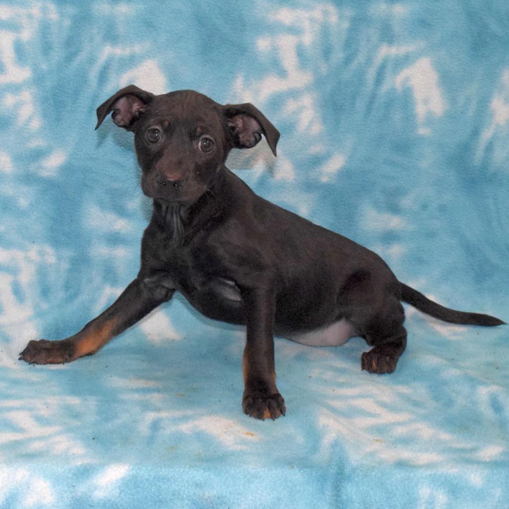 Enlarge Artemis, a Adoptable Dachshund in Eureka, CA image 1/3