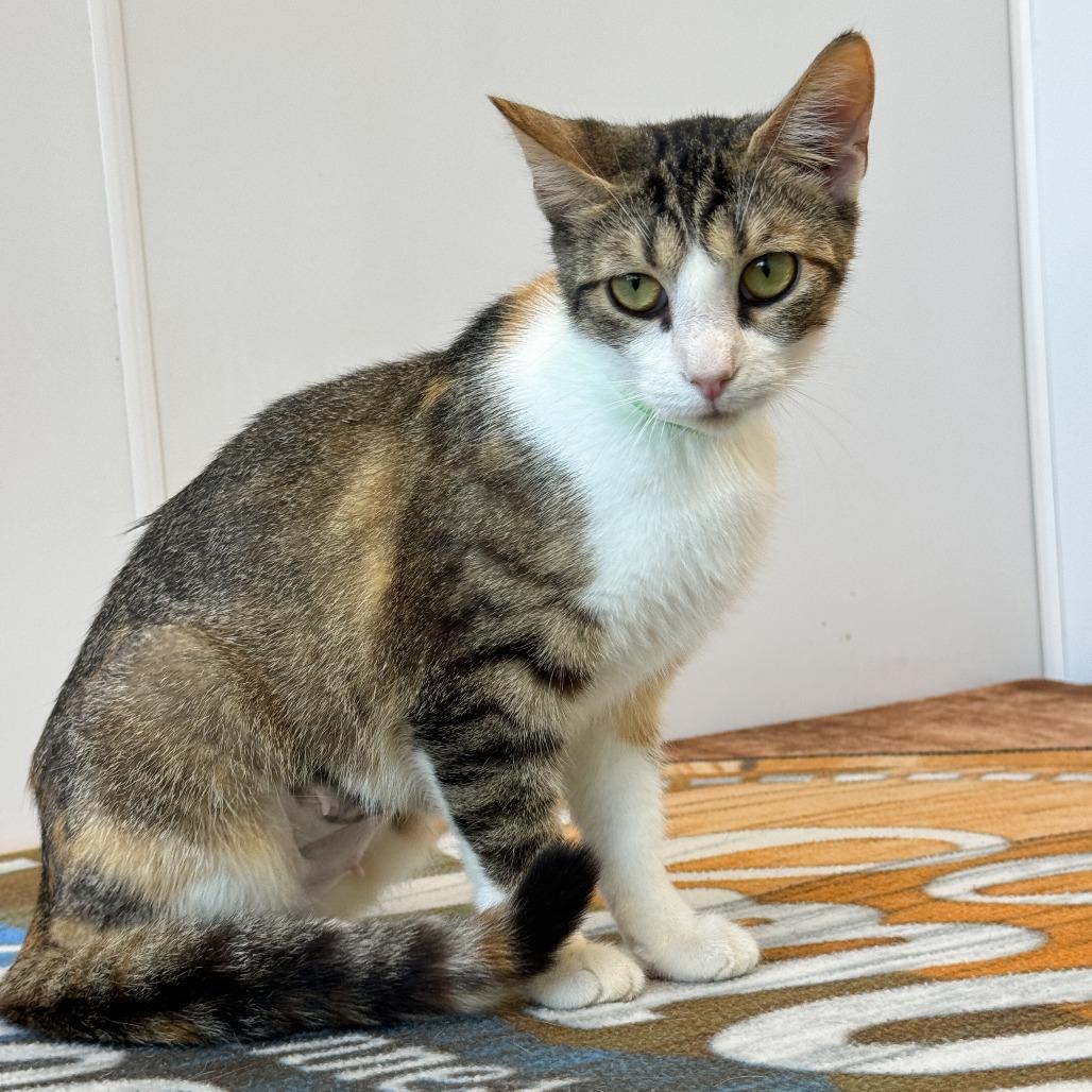Stacy, Adoptable, Adult Female Domestic Short Hair.