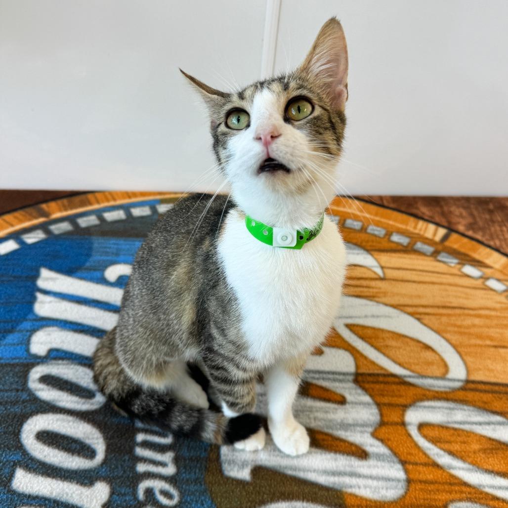 Stacy, a Adoptable Domestic Short Hair in Fort Wayne, IN image 2/2