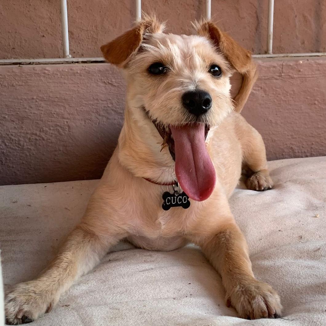 Enlarge Trigo, an adopted mixed breed in Sherwood, OR image 4/6