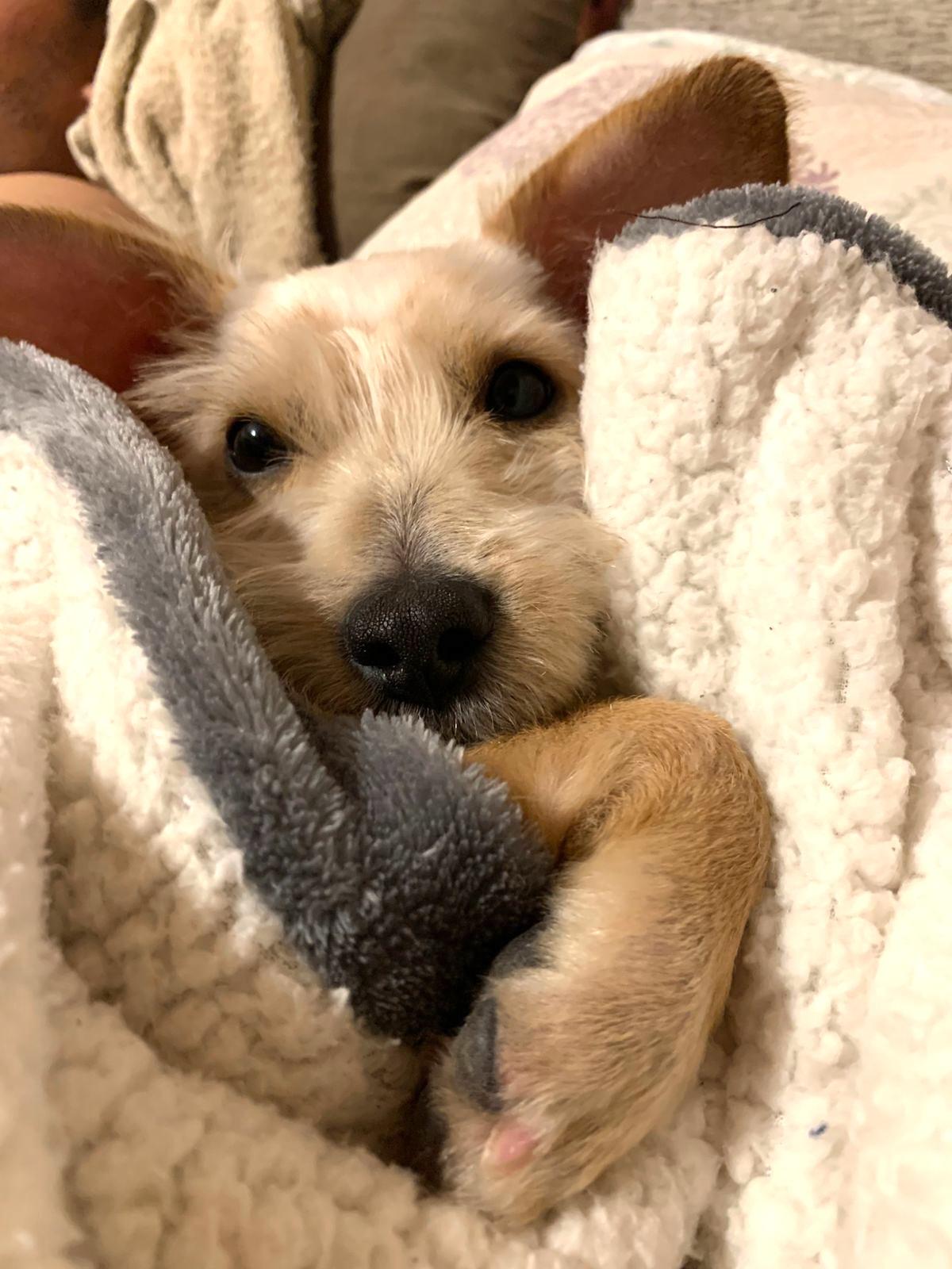 Enlarge Trigo, an adopted mixed breed in Sherwood, OR image 3/6