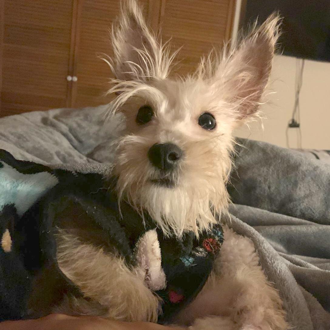 Enlarge Trigo, an adopted mixed breed in Sherwood, OR image 5/6