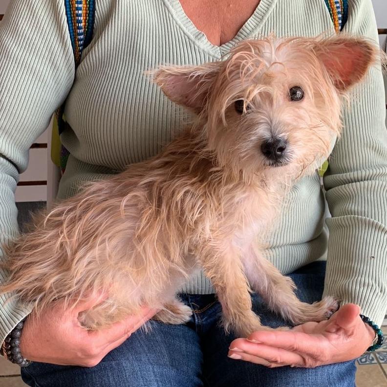 Enlarge Trigo, an adopted mixed breed in Sherwood, OR image 6/6