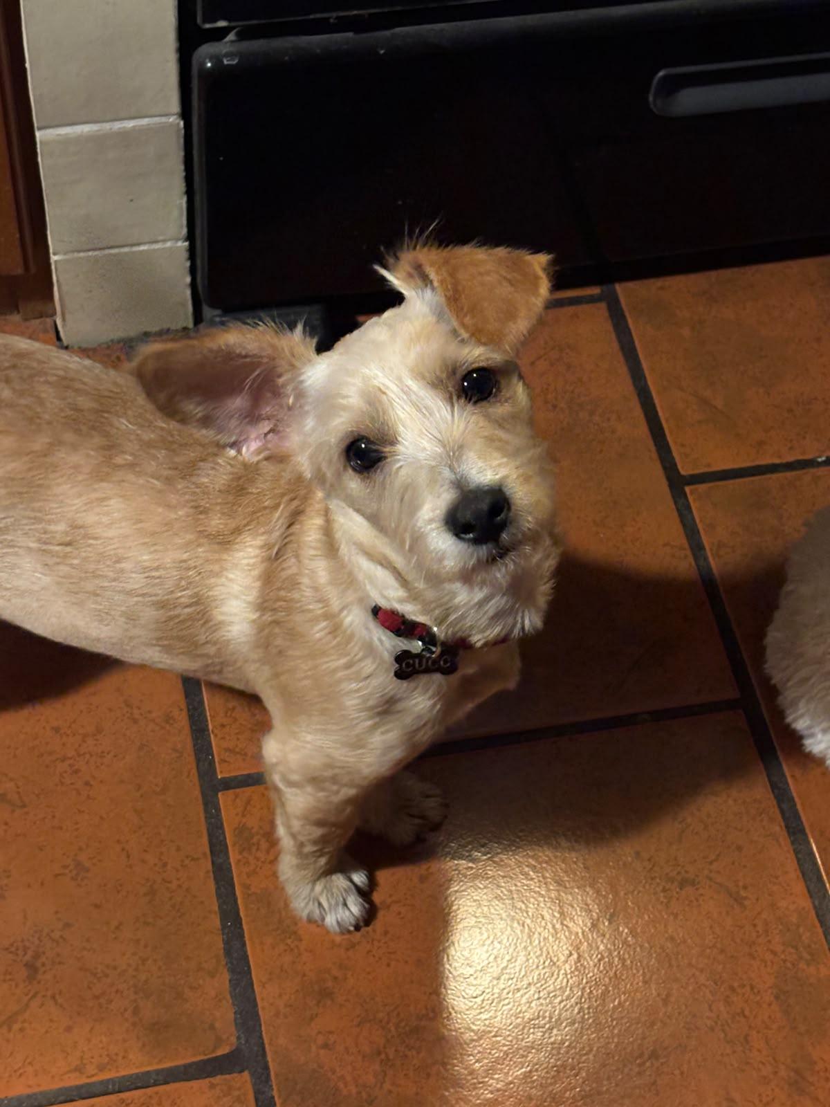 Trigo, an adoptable mixed breed in Sherwood, OR image 6/6