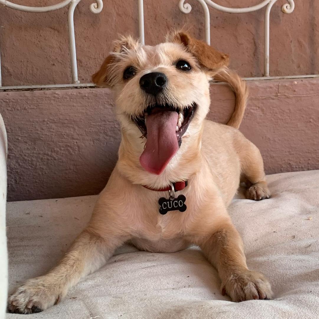 Enlarge Trigo, an adopted mixed breed in Sherwood, OR image 2/6