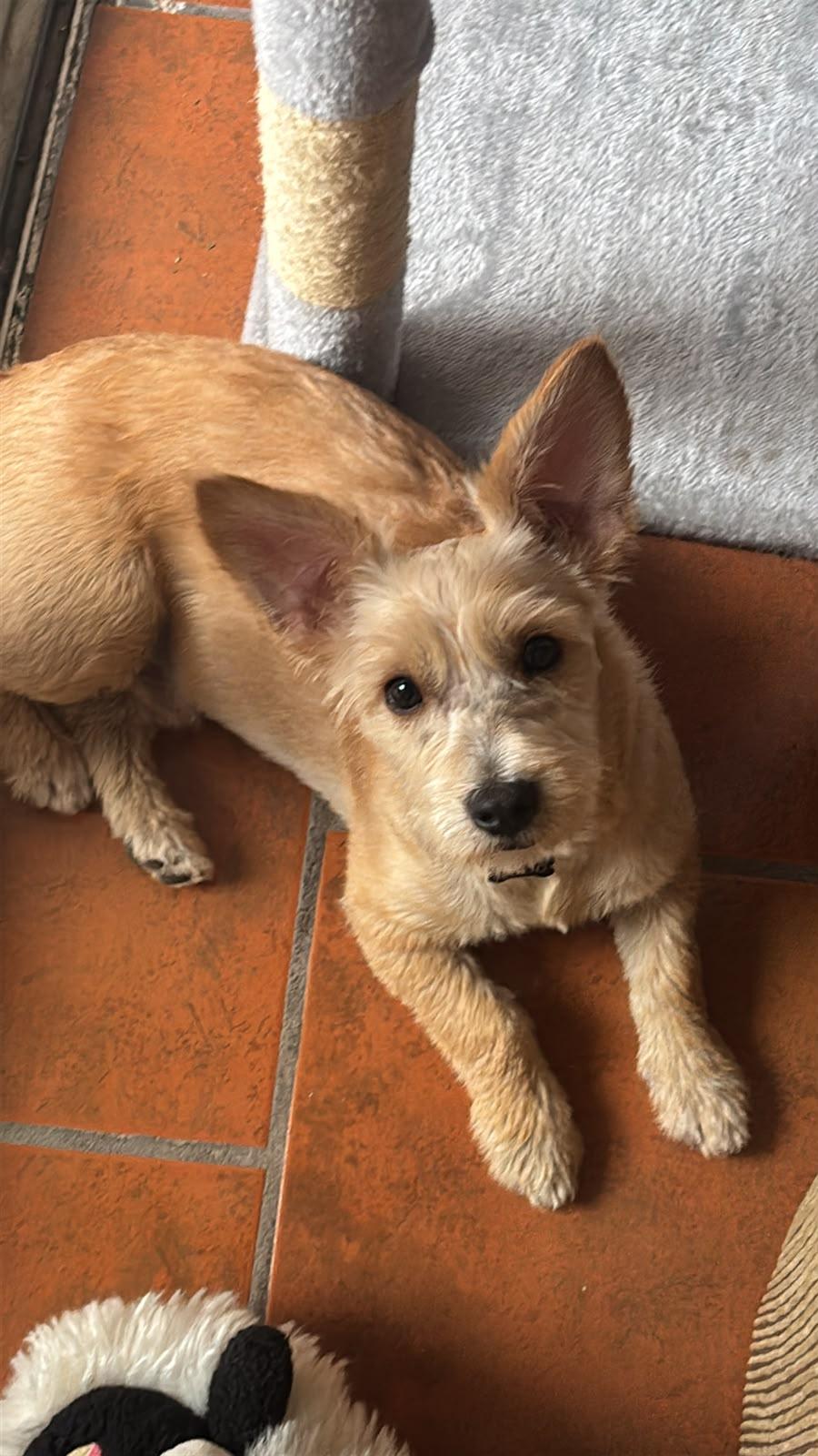 Trigo, adoptable, Puppy Male Jack Russell Terrier.