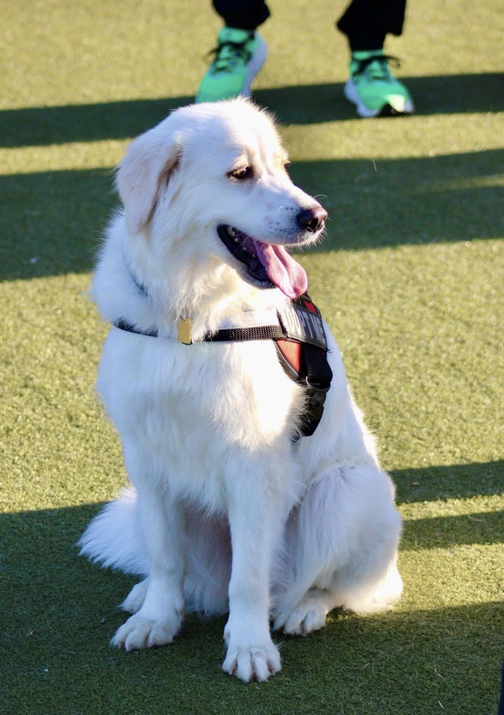 Enlarge Lilly, a Adopted Great Pyrenees in Garland, TX image 1/3
