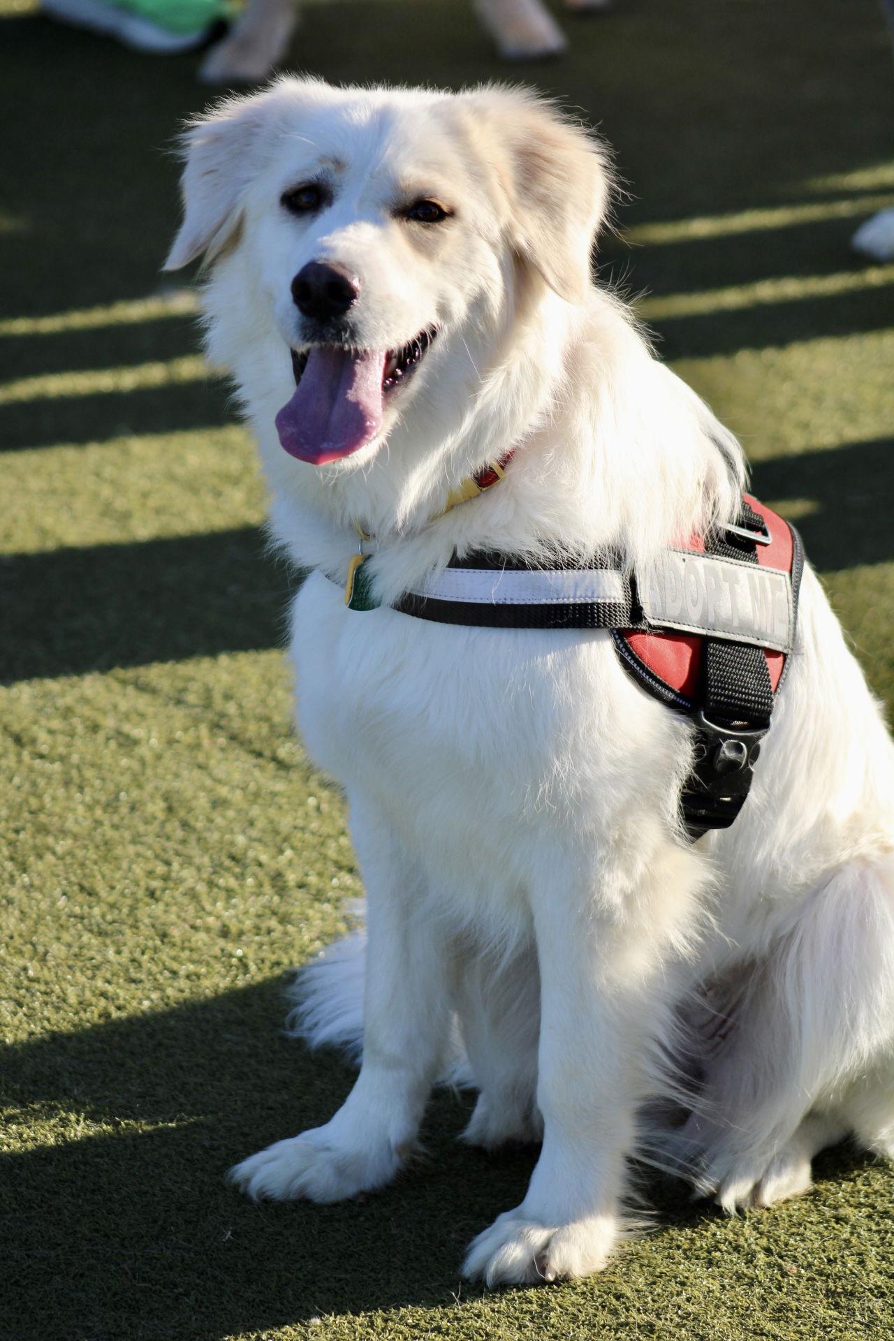 Enlarge Lilly, a Adopted Great Pyrenees in Garland, TX image 2/3
