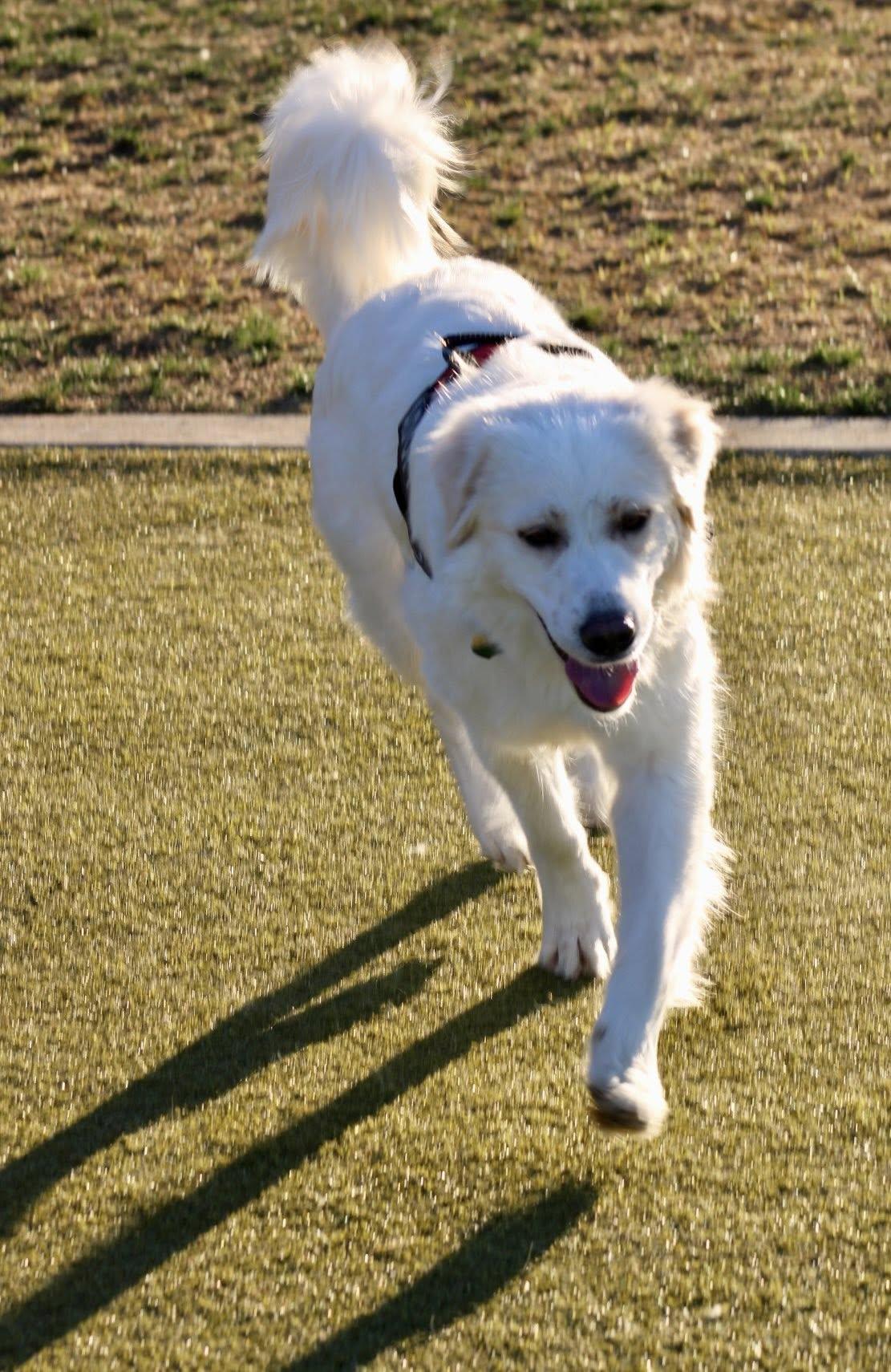 Enlarge Lilly, a Adopted Great Pyrenees in Garland, TX image 3/3