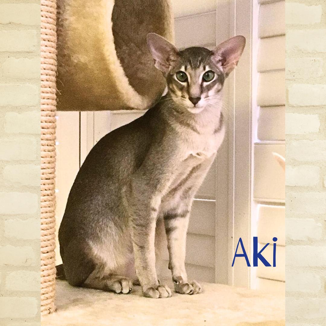Aki (w/Poe), a Adopted Oriental Short Hair in Orange City, FL image 4/6