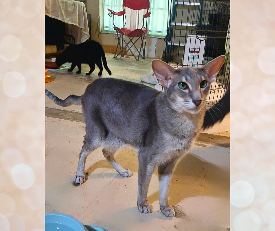 Aki (w/Poe), Adopted, Adult Male Oriental Short Hair.