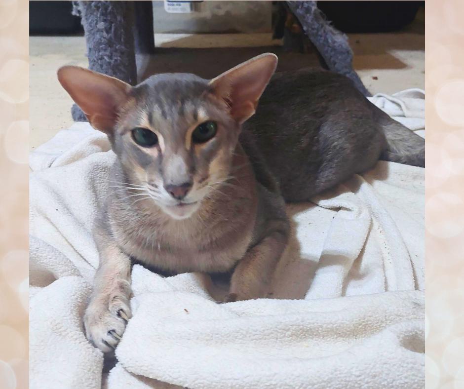 Aki (w/Poe), a Adopted Oriental Short Hair in Orange City, FL image 3/6