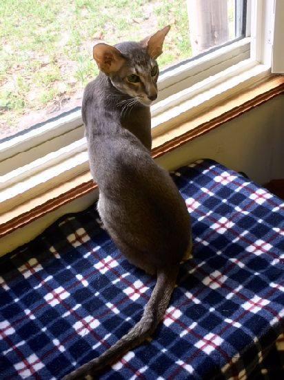 Aki (w/Poe), a Adopted Oriental Short Hair in Orange City, FL image 6/6