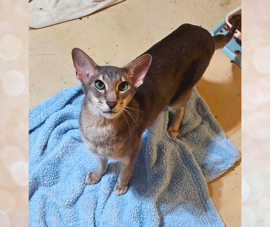 Aki (w/Poe), a Adopted Oriental Short Hair in Orange City, FL image 2/6