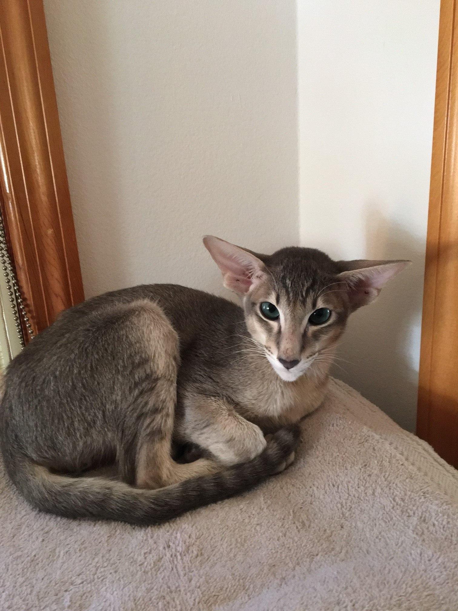 Aki (w/Poe), a Adopted Oriental Short Hair in Orange City, FL image 5/6