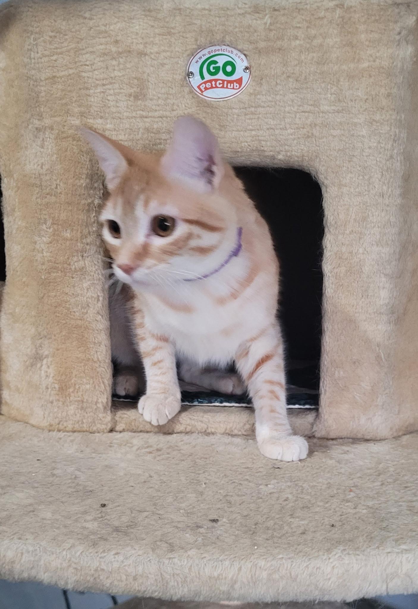 Frida, ADOPTABLE, Young Female Domestic Short Hair.