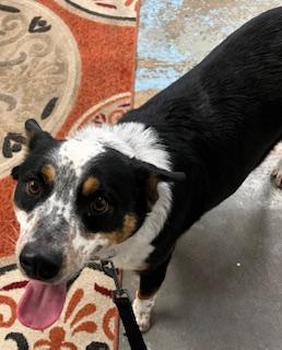 Brumey, adopted, Young Male Australian Cattle Dog / Blue Heeler.