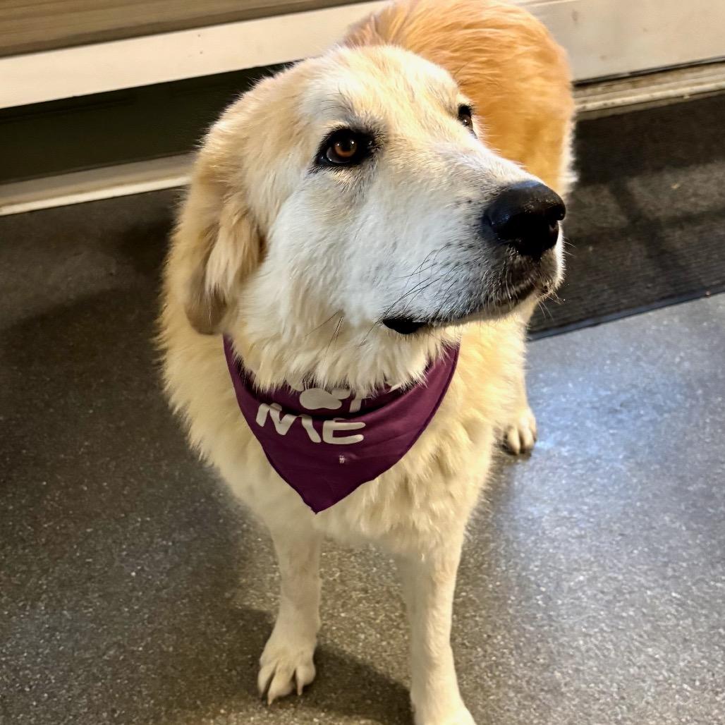 Lady Ann, Adoptable, Adult Female Great Pyrenees & Golden Retriever.