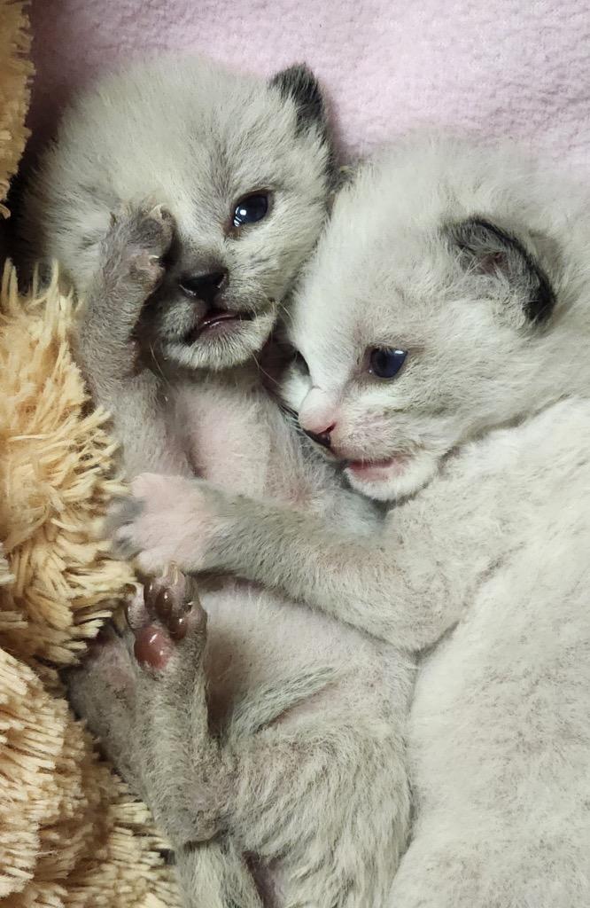 Enlarge white kitten, a Adoptable mixed breed in Green River, WY image 1/1