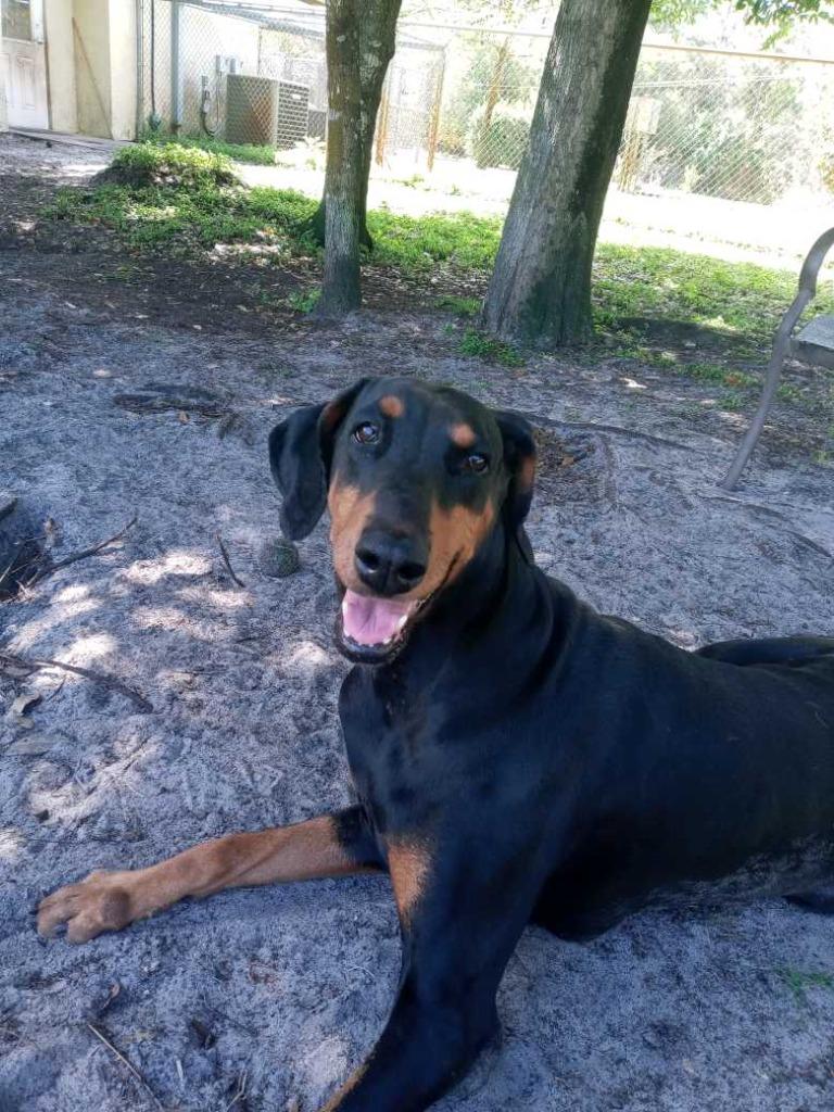 Savanna, Adoptable, Senior Female Doberman Pinscher.