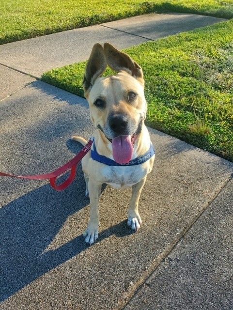 C52-22 Eeyore, Adoptable, Adult Female Great Dane & American Staffordshire Terrier.