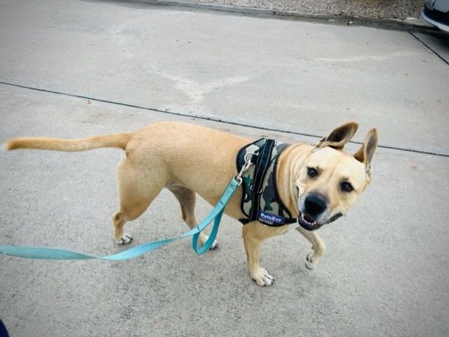 C52-22 Eeyore, a Adoptable mixed breed in Nassau Bay, TX image 2/6