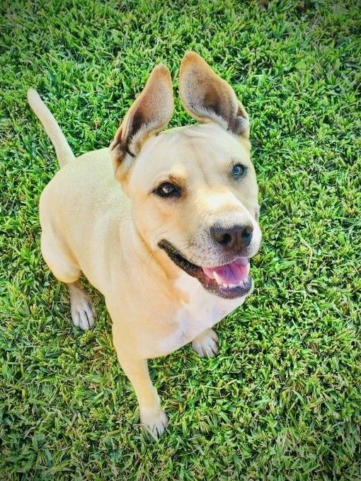 C52-22 Eeyore, a Adoptable mixed breed in Nassau Bay, TX image 5/6