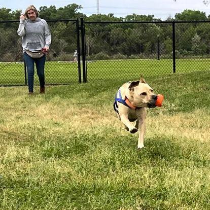 C52-22 Eeyore, a Adoptable mixed breed in Nassau Bay, TX image 6/6