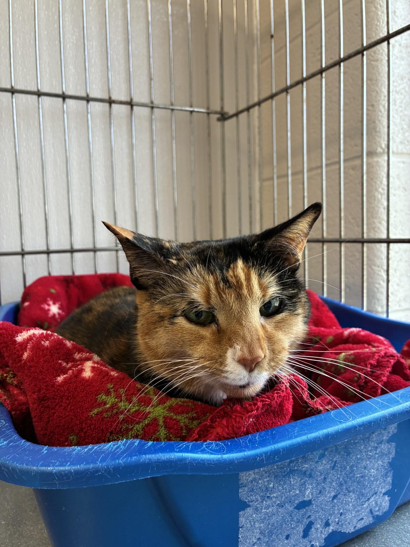 Maple, Adoptable, Senior Female Domestic Short Hair.