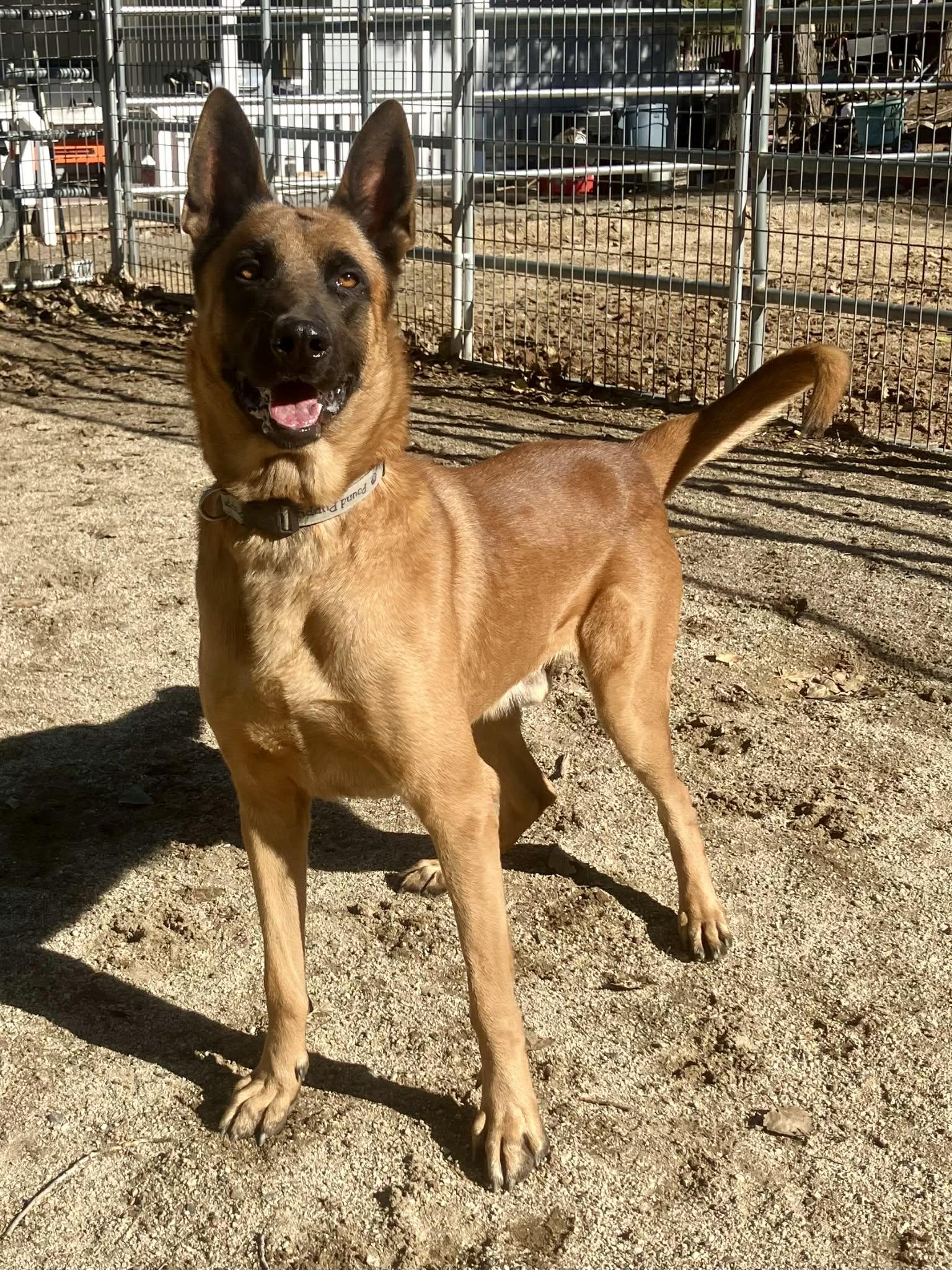 Enlarge Hudson, a Adoptable Belgian Shepherd / Malinois in Vancouver, WA image 1/6