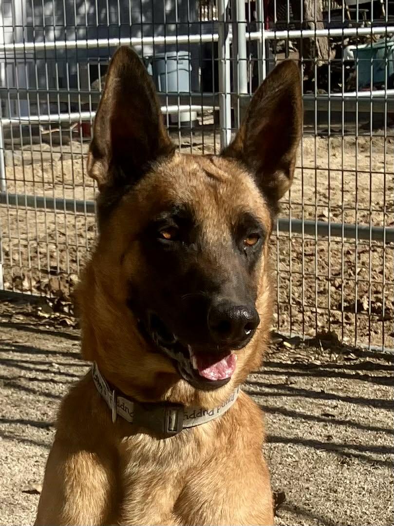 Enlarge Hudson, a Adoptable Belgian Shepherd / Malinois in Vancouver, WA image 2/6