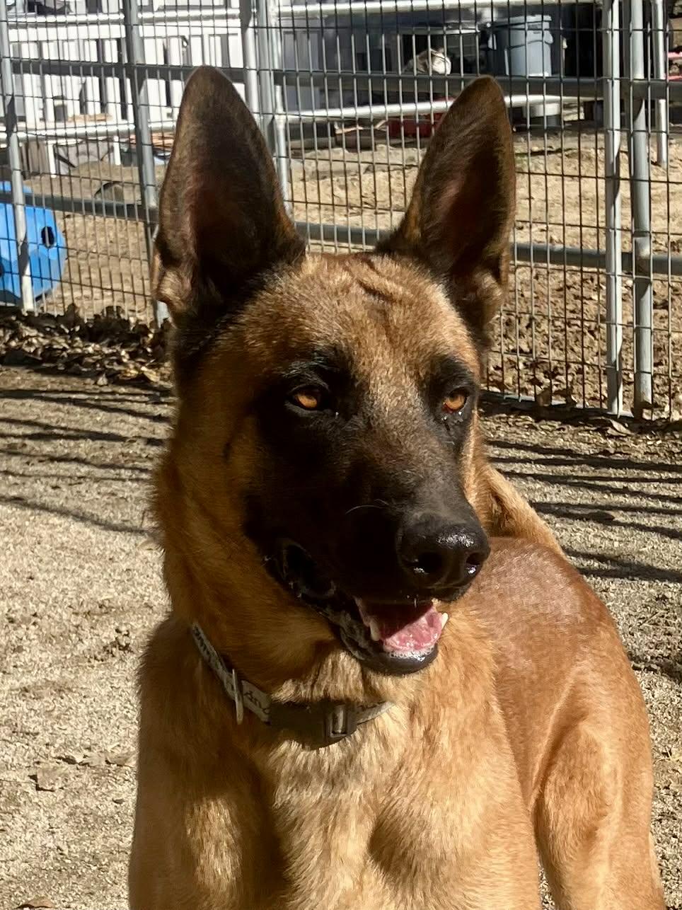 Enlarge Hudson, a Adoptable Belgian Shepherd / Malinois in Vancouver, WA image 3/6