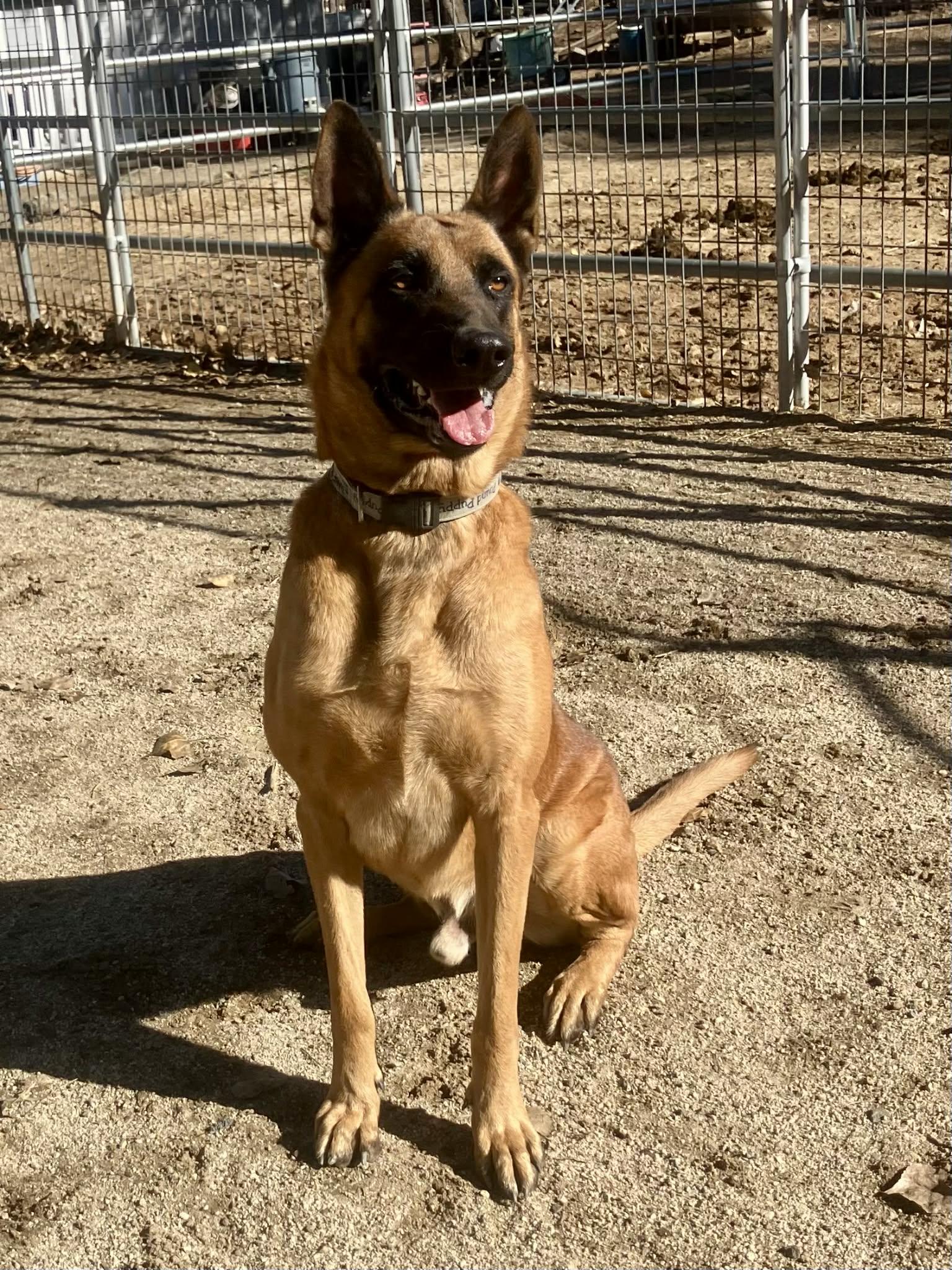 Enlarge Hudson, a Adoptable Belgian Shepherd / Malinois in Vancouver, WA image 4/6