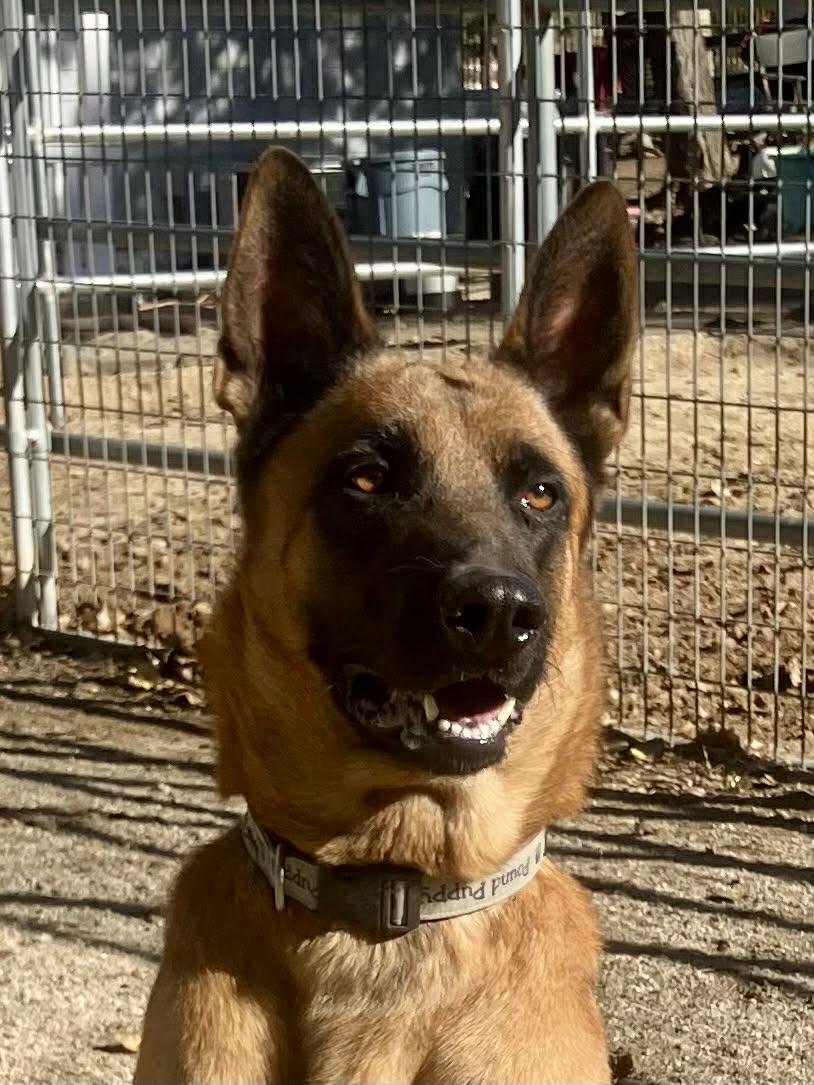 Enlarge Hudson, a Adoptable Belgian Shepherd / Malinois in Vancouver, WA image 5/6