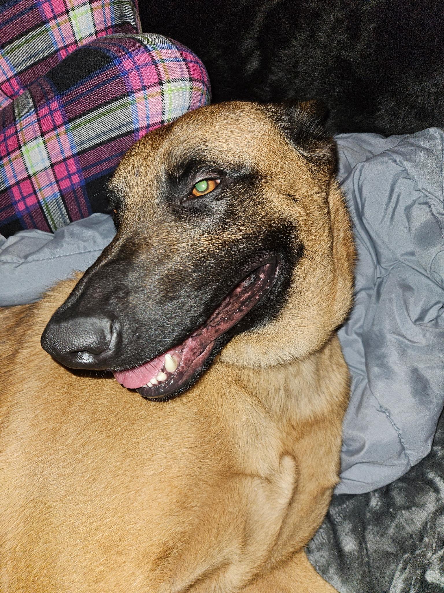 Enlarge Hudson, a Adoptable Belgian Shepherd / Malinois in Vancouver, WA image 6/6