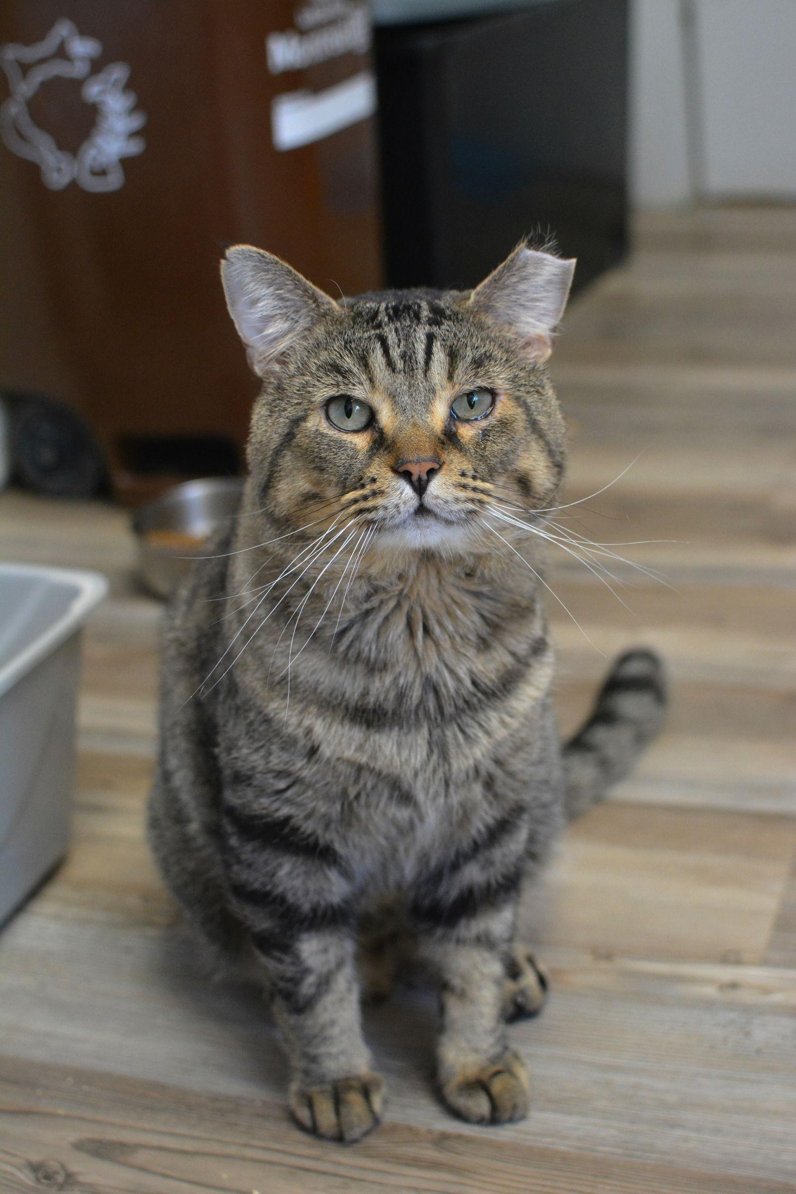Enlarge Bajoue, a Adopted Domestic Short Hair in Montreal, QC image 1/1