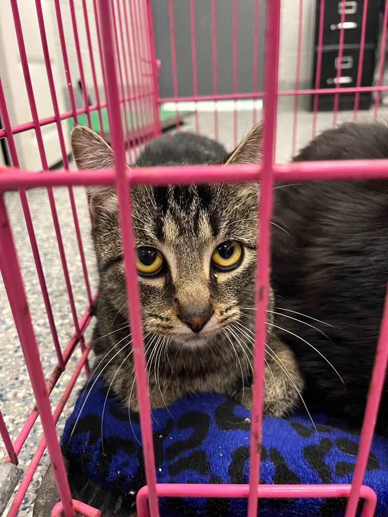 Enlarge Gracie, a Adoptable mixed breed in Dearborn, MI image 1/1