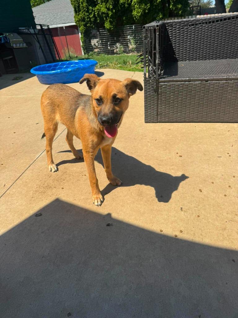 Enlarge Libby, a Adoptable mixed breed in sun prairie, WI image 1/1