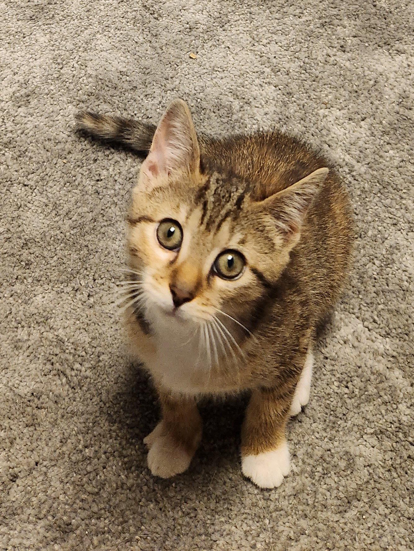 *Hazelnut, Adopted, Kitten Female Domestic Short Hair.